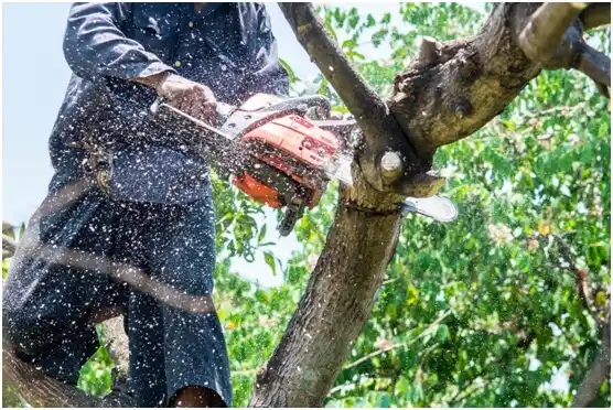 tree services Phoenix